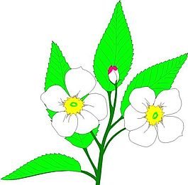 花朵 花草 鮮花 矢量 EPS格式_0009