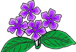 花朵 花草 鮮花 矢量 EPS格式_0006