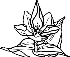 鮮花 花卉 矢量素材 eps格式_0019