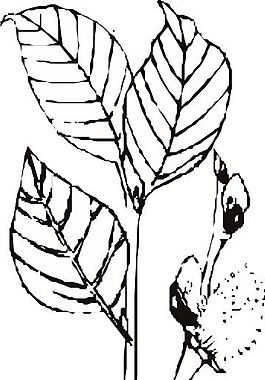 葉子 矢量植物 矢量 EPS_0216