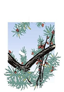 樹木 矢量植物 矢量 EPS_0010