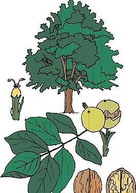 樹木 矢量植物 矢量 EPS_0008