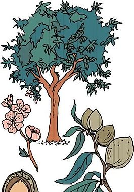 樹木 矢量植物 矢量 EPS_0005