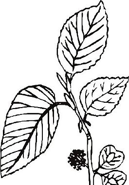 花草 矢量植物 矢量 EPS_0221