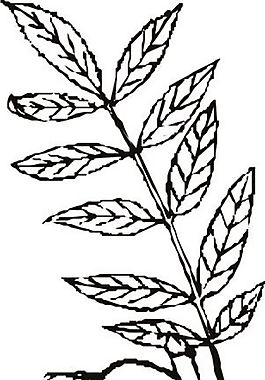花草 矢量植物 矢量 EPS_0213