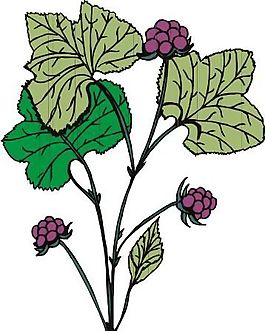 花草 矢量植物 矢量 EPS_0042