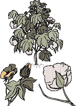 花草 矢量植物 矢量 EPS_0031