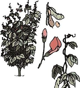 花草 矢量植物 矢量 EPS_0028
