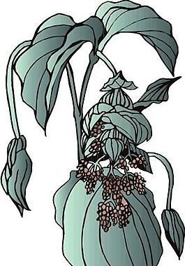 花草 矢量植物 矢量 EPS_0016