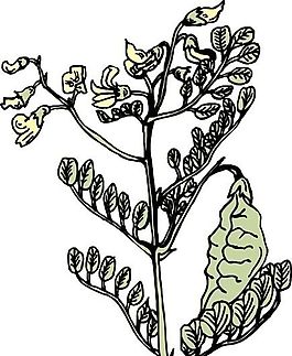 花卉 植物 矢量素材 EPS_1046