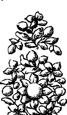 花卉 植物 矢量素材 EPS_1027