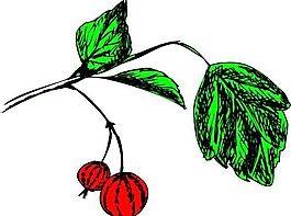 果子 植物 矢量 EPS_0082