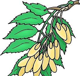 果子 植物 矢量 EPS_0056