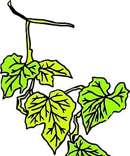 樹(shù)葉 植物 圖案 矢量 AI_0043