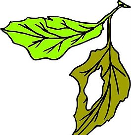樹葉 植物 圖案 矢量 AI_0042