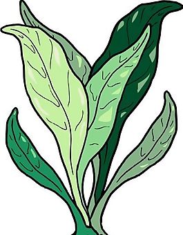 花草 植物 圖案 矢量 AI_0014