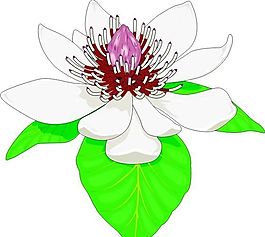鮮花 植物 圖案 矢量 AI_0101