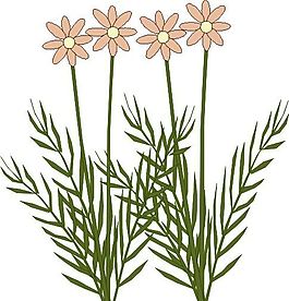 鮮花 植物 圖案 矢量 AI_0077