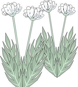 鮮花 植物 圖案 矢量 AI_0071