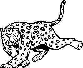 豹 野生動物 矢量CDR_05