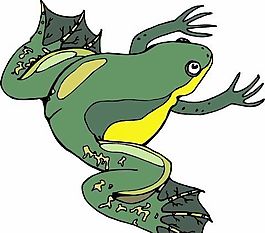 青蛙