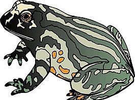 青蛙