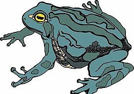 青蛙