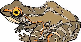 青蛙