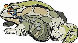 青蛙