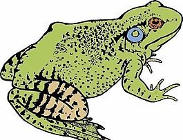 青蛙