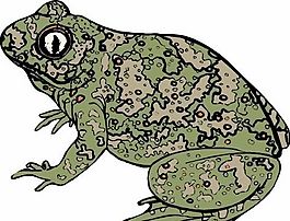 青蛙