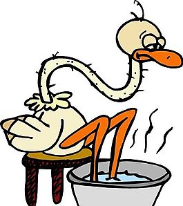 鴕鳥(niǎo)