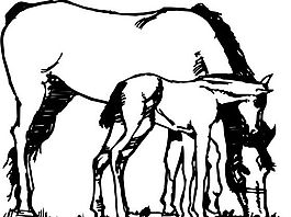 馬 常見動物 矢量素材 EPS格式_0028