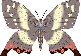 五彩蝴蝶 矢量素材 EPS格式_0242