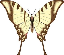 五彩蝴蝶 矢量素材 EPS格式_0123