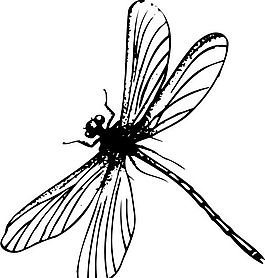 蜻蜓 矢量素材 EPS格式_0018
