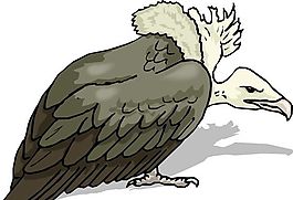 各種鳥類 鳥 動物 矢量素材 EPS格式_1556