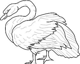 各種鳥類 鳥 動物 矢量素材 EPS格式_1473