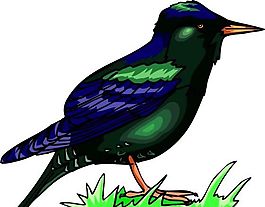 各種鳥類 鳥 動物 矢量素材 EPS格式_1444