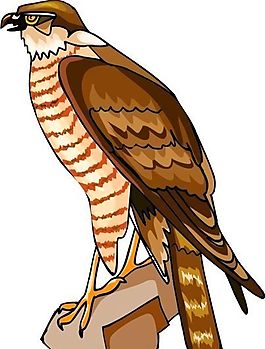 各種鳥(niǎo)類(lèi) 鳥(niǎo) 動(dòng)物 矢量素材 EPS格式_1439