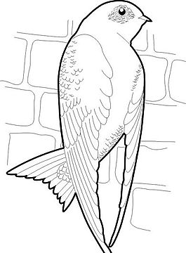各種鳥類 鳥 動物 矢量素材 EPS格式_1430