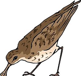 各種鳥類 鳥 動(dòng)物 矢量素材 EPS格式_1389