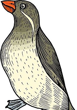 各種鳥(niǎo)類(lèi) 鳥(niǎo) 動(dòng)物 矢量素材 EPS格式_1285