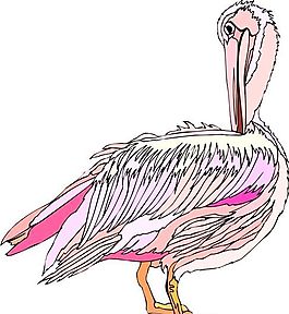 各種鳥類 鳥 動(dòng)物 矢量素材 EPS格式_1264