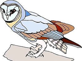 各種鳥(niǎo)類(lèi) 鳥(niǎo) 動(dòng)物 矢量素材 EPS格式_1180