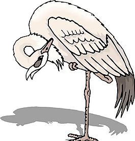 各種鳥類 鳥 動物 矢量素材 EPS格式_1007