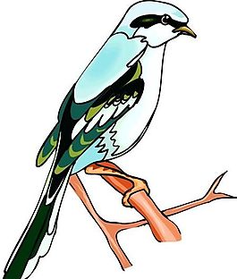 各種鳥類 鳥 動物 矢量素材 EPS格式_0973