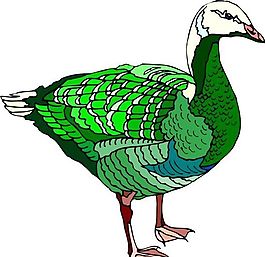 各種鳥類 鳥 動物 矢量素材 EPS格式_0965