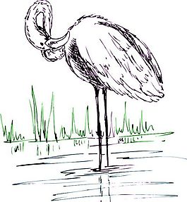 各種鳥類 鳥 動(dòng)物 矢量素材 EPS格式_0898
