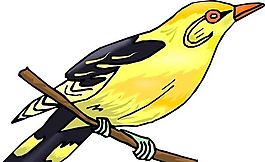 各種鳥(niǎo)類(lèi) 鳥(niǎo) 動(dòng)物 矢量素材 EPS格式_0864